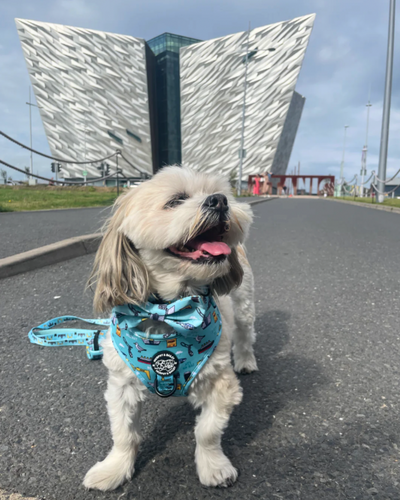 Dog Bow Tie | Mutts About Belfast | Murphy & Bailey