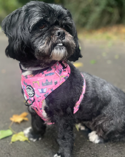 Dog Harness | Mutts About Belfast | Murphy & Bailey