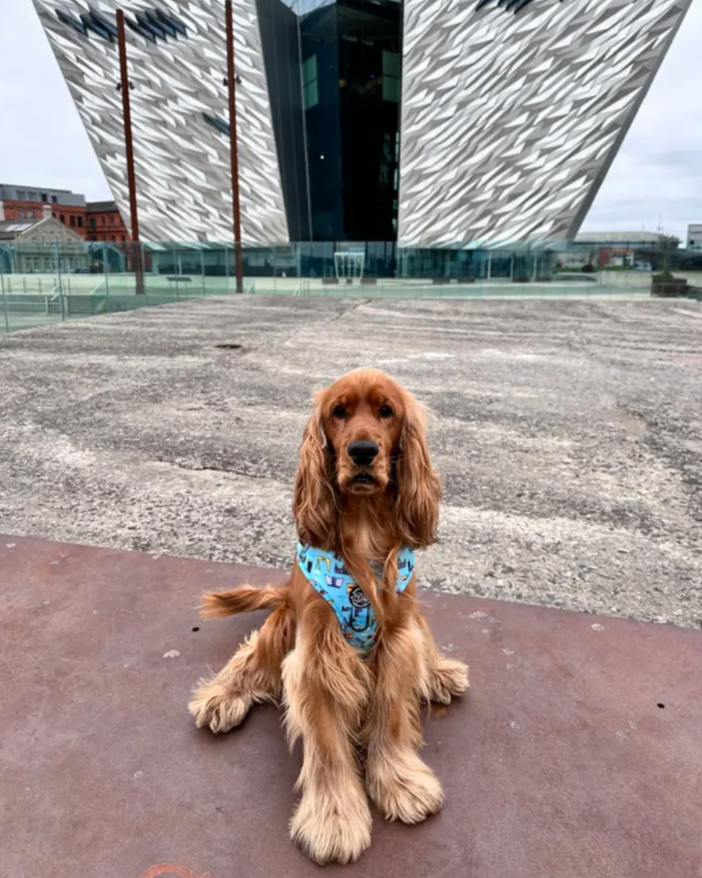 Dog Harness | Mutts About Belfast | Murphy & Bailey