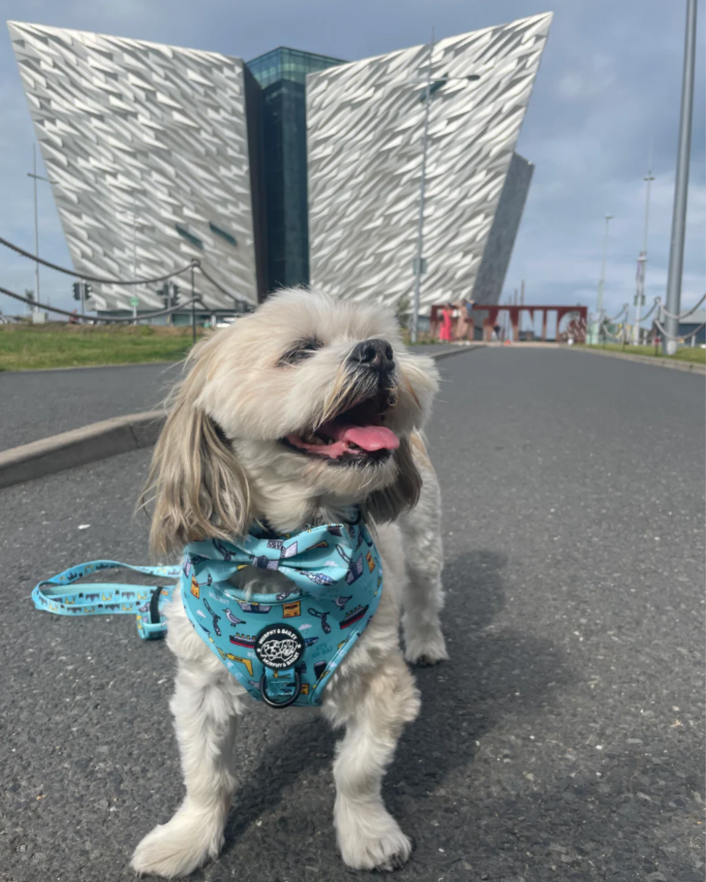 Dog Harness | Mutts About Belfast | Murphy & Bailey